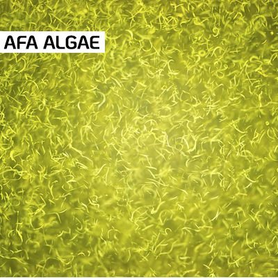 AFA-Algae
