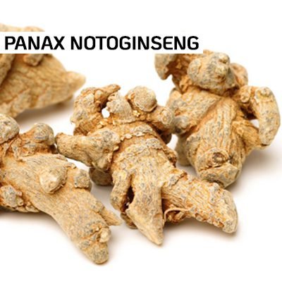 Panax Notoginseng