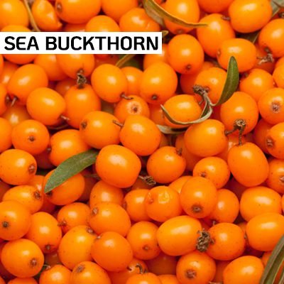 Sea Buckthorn